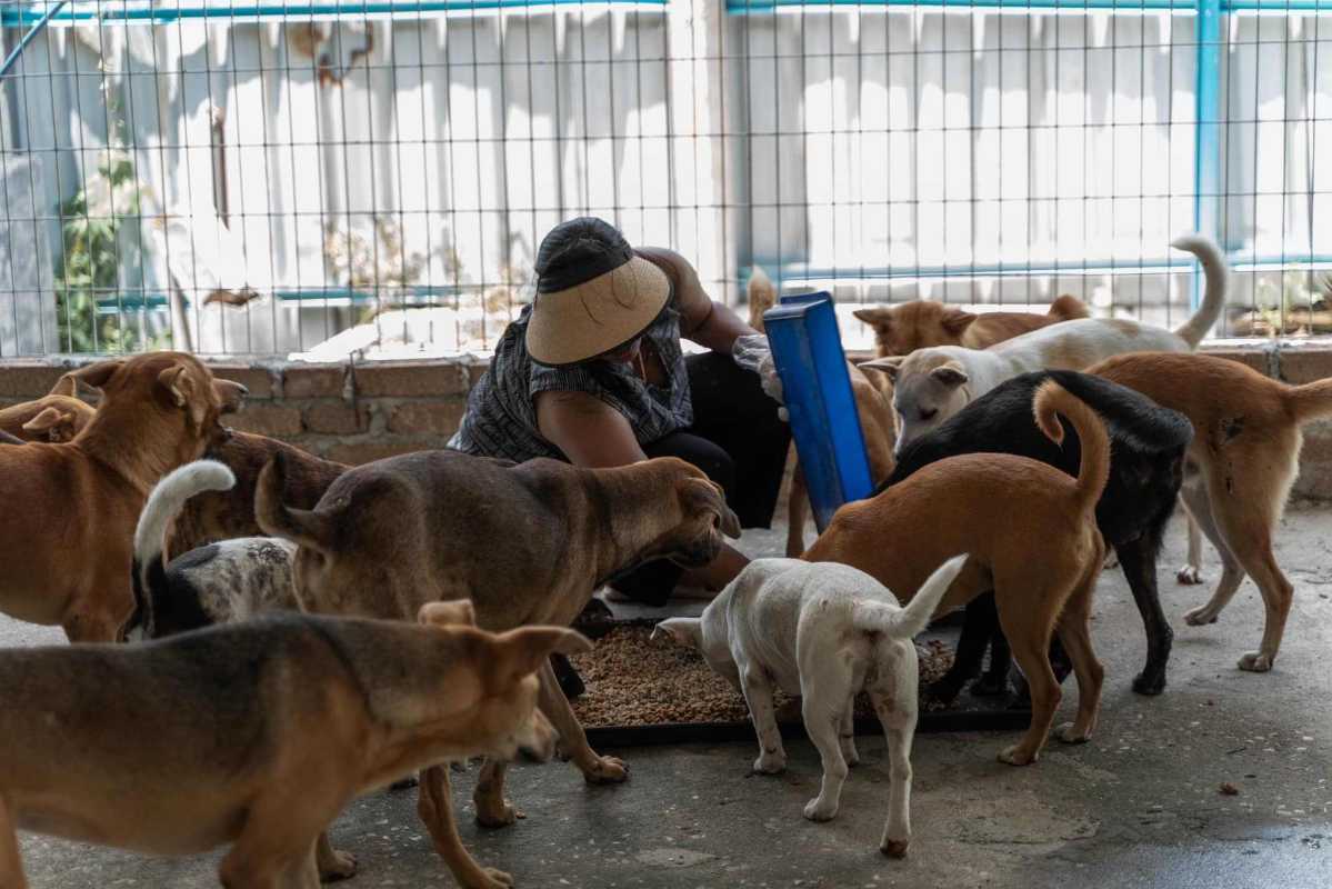 Dog Tails Rescue HAPPY TAILS SHELTER